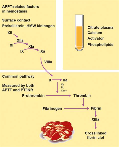clinlab navigator - Partial Thromboplastin Time (APTT)