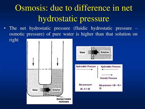 PPT - Importance of Osmosis and Osmotic Pressure PowerPoint ...