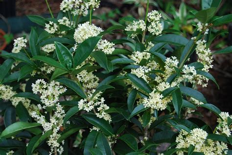 Smell Of Osmanthus at Mariam Mountgarrett blog