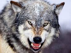 Wolf Desktop Wallpaper Hd by Wolf Hd Wallpapers Wolf Wallpapers Wolf Hd Desktop Wolf Desktop Wallpaper Hd