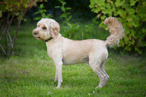 8 Best Cockapoo Haircuts For Your Doggo (Pictures Included)