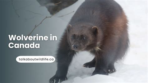 Wolverine in Canada: Facts, Characteristics & SightSeeing