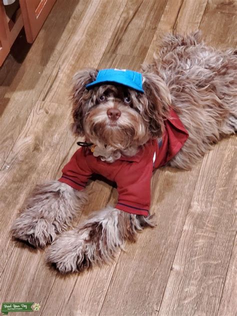 Image result for Cockapoo Light Brown