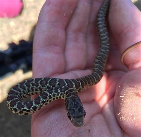 Image result for Gopherhawk Snake Probe