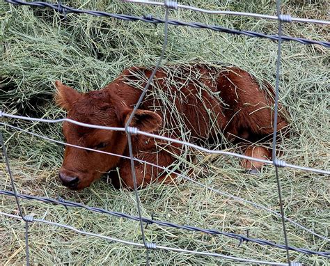 Juniper Canyon Farmers Market, 14749 SE Juniper Canyon Rd, Prineville ...