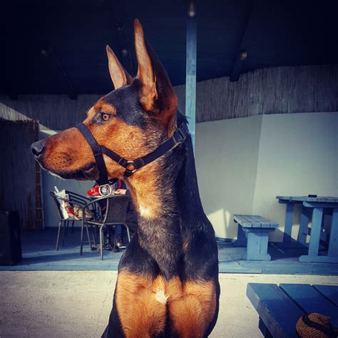 Doberman Malinois Mix