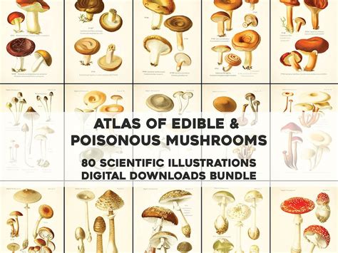 Buy 80 Awesome Atlas of Edible & Poisonous Mushroom Illustrations | HQ ...