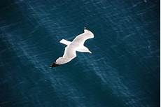 livingston gabbiano il gabbiano jonathan livingston foto immagini animali livingston gabbiano il gabbiano jonathan livingston foto immagini animali
