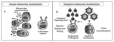 New Approaches to the Treatment of Chronic Hepatitis B