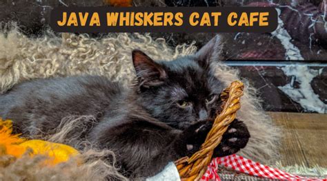 Java Whiskers Logo 的图像结果