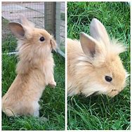 Image result for Mini Lion Lop Bunnies
