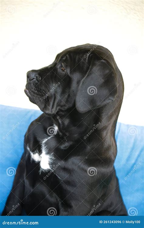 Black Puppy in Profile, Mixed Breed between Mastiff and Labrado Stock ...