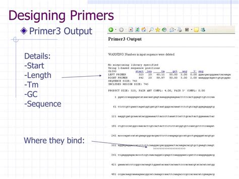 Primer Design Step by Step 的图像结果