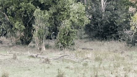 Image result for Amazing Python Fights