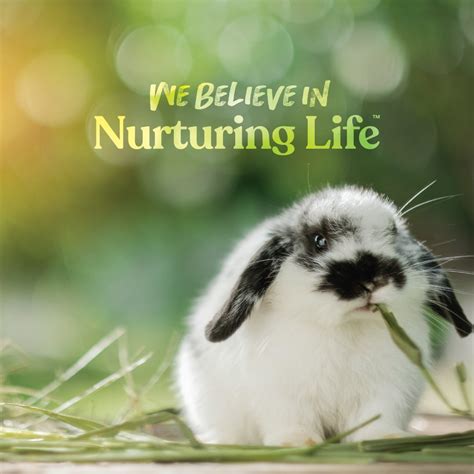 Buy Small World Complete Feed for Rabbits with Minerals and Vitamins ...