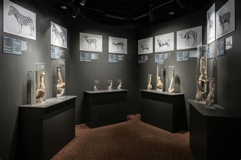History - The Icelandic Phallological Museum