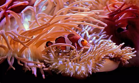 Cheap Tickets and Events Near You with Coupons | Groupon