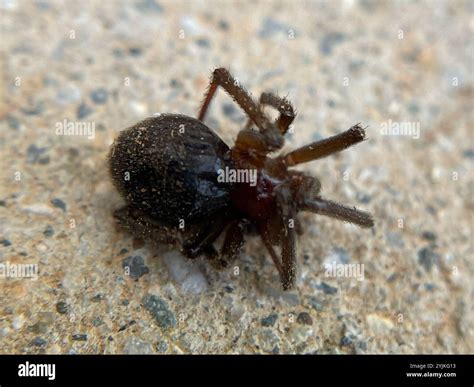 Comb-footed Spiders (Theridiidae Stock Photo - Alamy