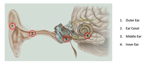 Image result for How the Ear Works