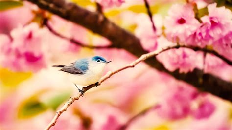 Spring Birds Desktop 的图像结果