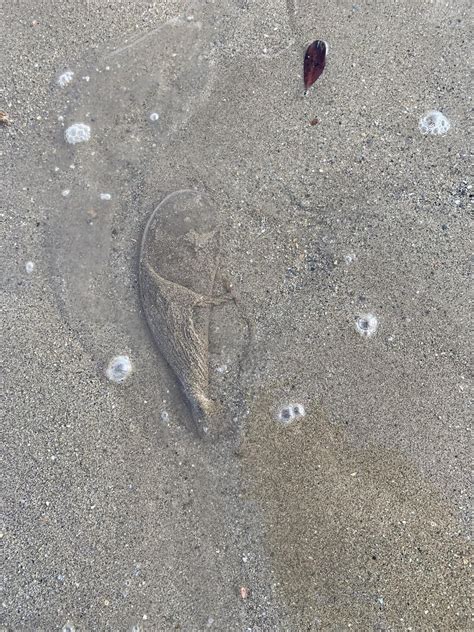 What is this organism? Tubular membrane sack rooted in sand flats of ...