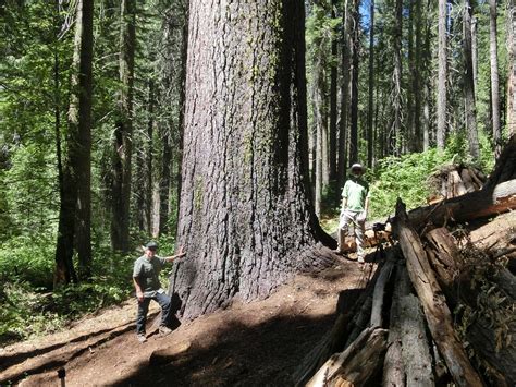 World’s Largest Sugar Pine Discovered in Yosemite – TBUFC: Trinity Blacklands Urban Forestry Council