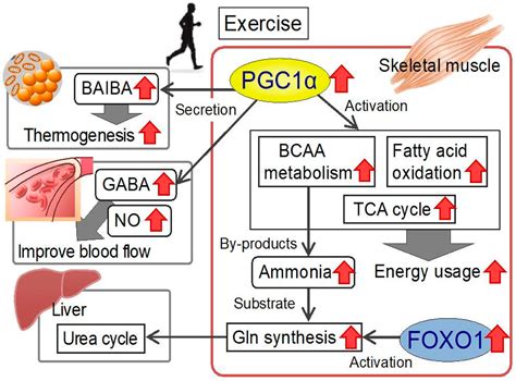 Branched Chain Amino Acids Muscle Growth | EOUA Blog