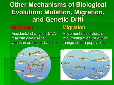 PPT - Evolutionary Insights: Darwin's Discoveries and Theories ...