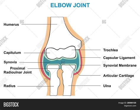 Vector y foto VECTOR - Codo Mixto (prueba gratis) | Bigstock