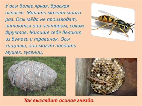 Осиный мед: делают они или нет, как готовят пчёлы