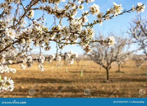 Bella Rama De Almendros En Flor Fuera Del Campo Imagen de archivo - Imagen de paisaje, exterior ...