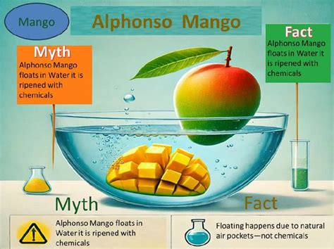 Debunking Popular Alphonso Mango Myths | AlphonsoMango.in