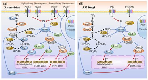 Genome-Wide Analysis of Nutrient Signaling Pathways Conserved in ...
