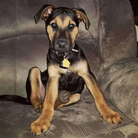 Pitweiler - Race de chien moyen fort et fidèle (Pitbull Rottweiler Mix ...