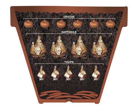 Image result for Spring Bulbs in Containers