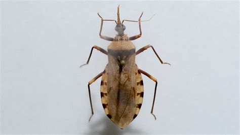 Horrifying 'kissing bug' Chagas disease found in 32 US states - it ...