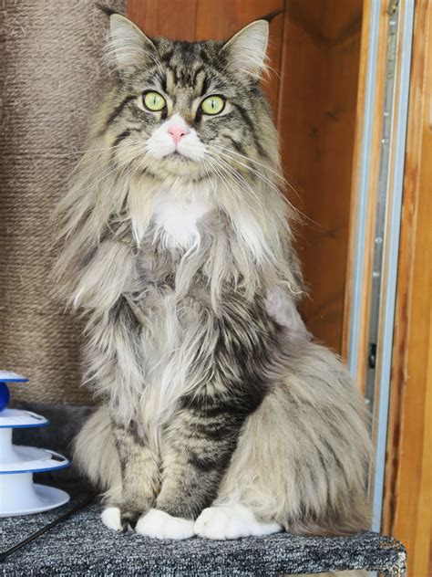 APAGI - Urban, CHAT x Main coon à la robe Brown mackerel tabby et blanc