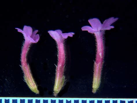 Verbena bonariensis (Verbenaceae) image 238848 at PhytoImages.siu.edu