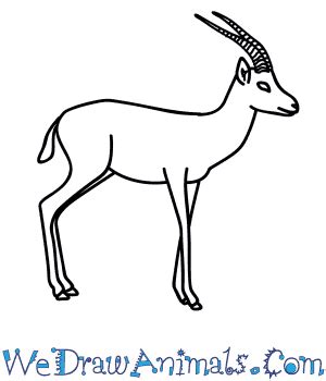 How to Draw a Gazelle