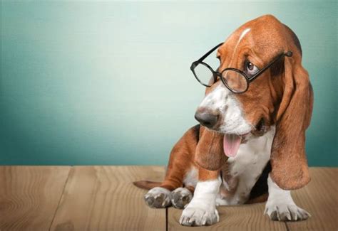 Image result for Math Dog