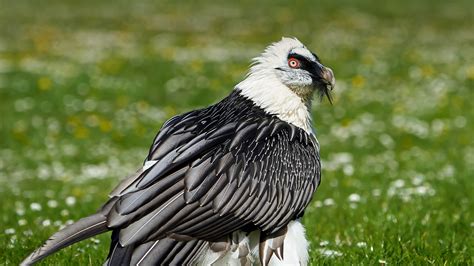 Vulture | San Diego Zoo Animals & Plants