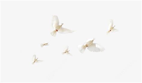 白鸽-新图网 和平鸽 未来 梦想 白色鸽子 | Stud earrings, Stud, Earrings