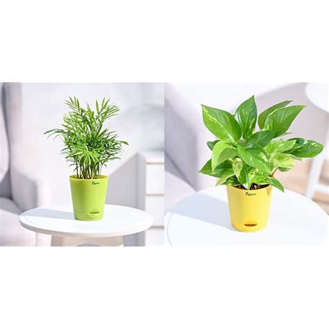 Ugaoo Air Purifying Bamboo Palm Plant with Self Watering Pot & Ugaoo ...