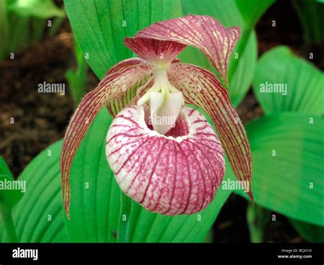 Lady slipper Slipper Orchid Stock Photo - Alamy