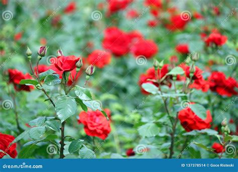 Red Roses in the Garden Spring Stock Photo - Image of color, colorful: 137378514