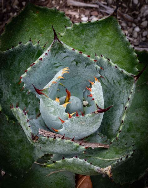 Aloe Plant 的图像结果