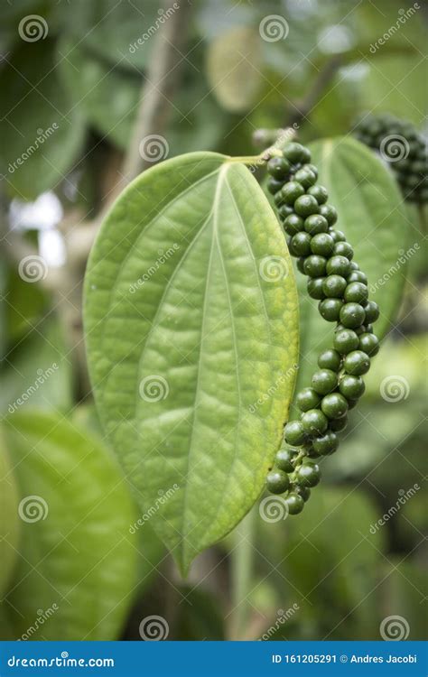 White Pepper Plant. Macro Photo Stock Image - Image of island, natural ...