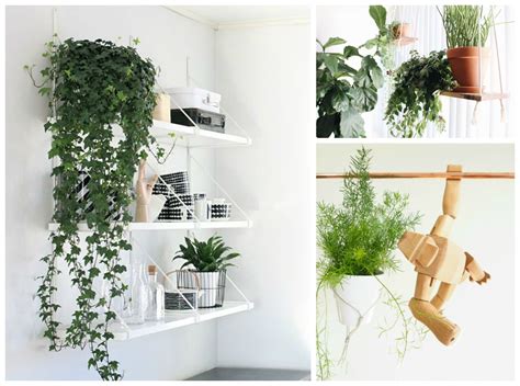 How To Hang Hanging Plants Inside at Margaret Hollie blog