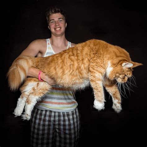 How Big Is The Biggest House Cat In The World at Lewis Bonnett blog