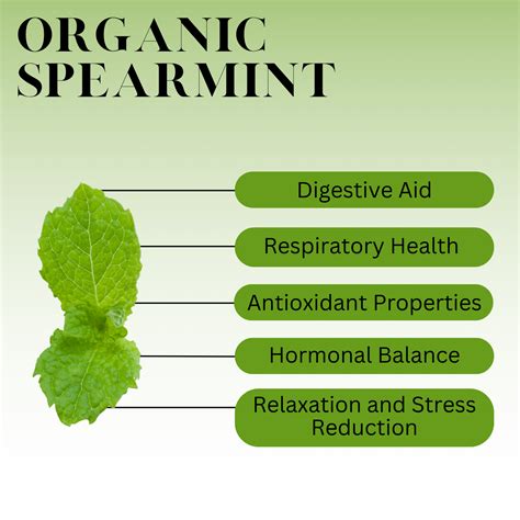 What is Spearmint? | Spearmint Tea | History, Benefits, & More – Full Leaf Tea Company